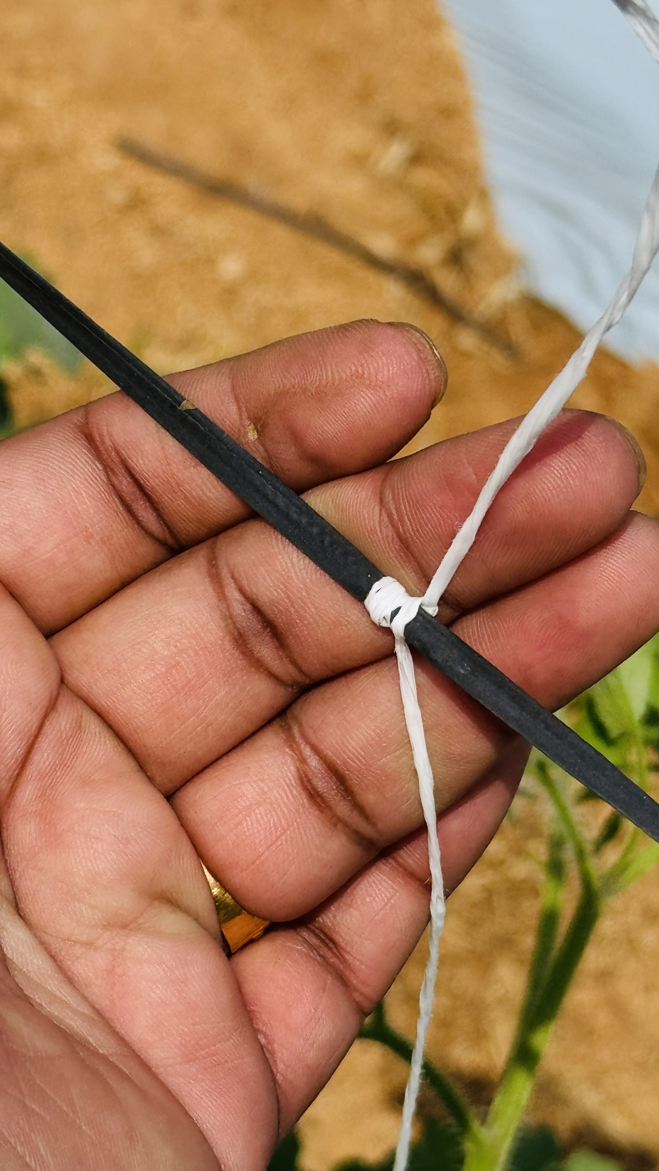 PP Yarn for Tamato crop